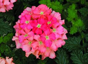 Sporýš 'Summer Dreams Peach' - Verbena hybrida 'Summer Dreams Peach'