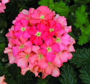 Verbena, sporýš 'Summer Dreams Peach' - Verbena hybrida 'Summer Dreams Peach'