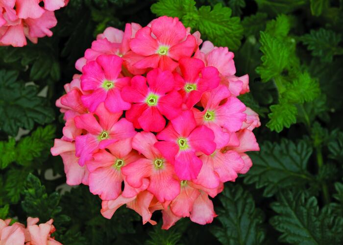 Verbena, sporýš 'Star Dreams Peach' - Verbena hybrida 'Star Dreams Peach'
