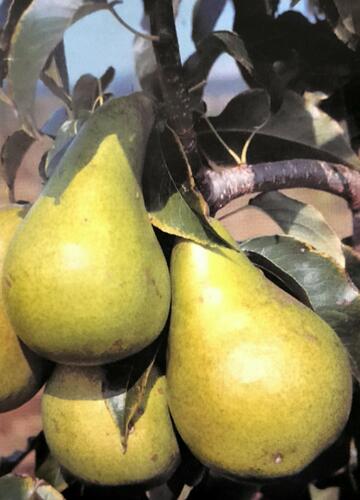 Hrušeň letní 'Dita' - Pyrus communis 'Dita'