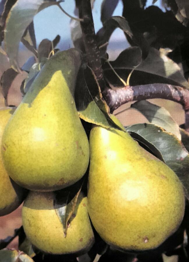 Hrušeň letní 'Dita' - Pyrus communis 'Dita'