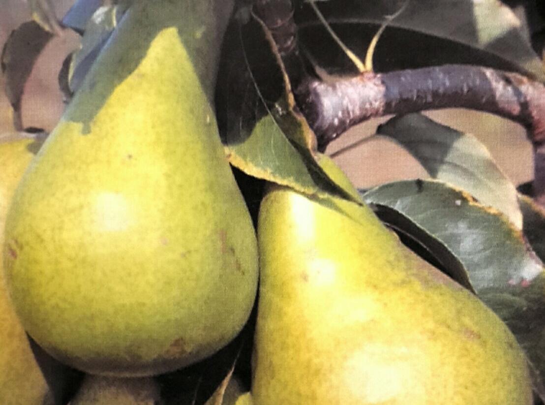 Hrušeň letní 'Dita' - Pyrus communis 'Dita'