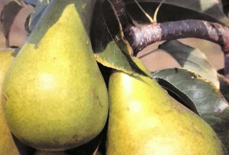 Hrušeň letní 'Dita' - Pyrus communis 'Dita'
