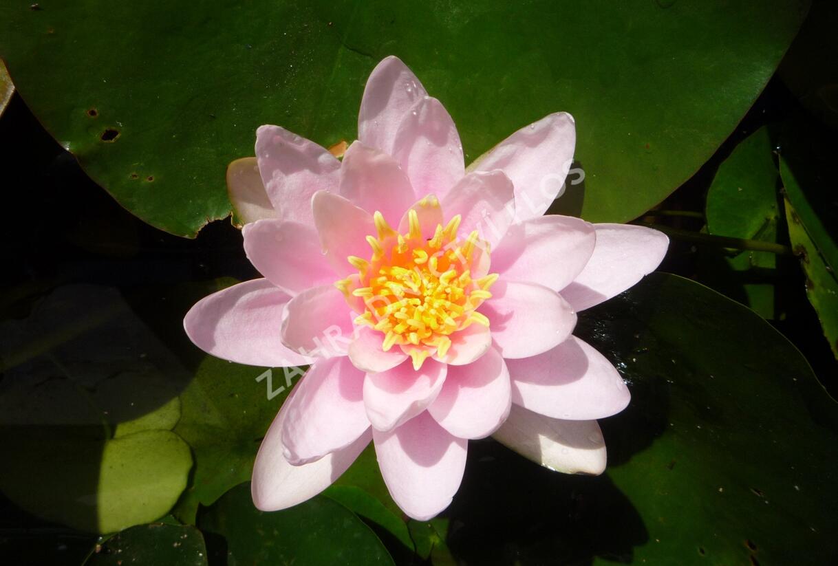 Leknín 'Firecrest' - Nymphaea 'Firecrest'