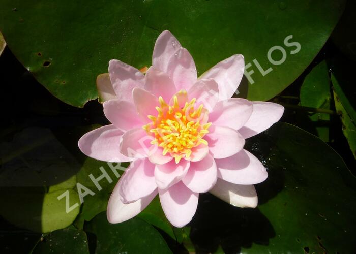 Leknín 'Firecrest' - Nymphaea 'Firecrest'
