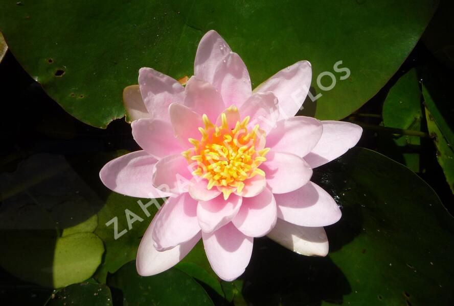 Leknín 'Firecrest' - Nymphaea 'Firecrest'
