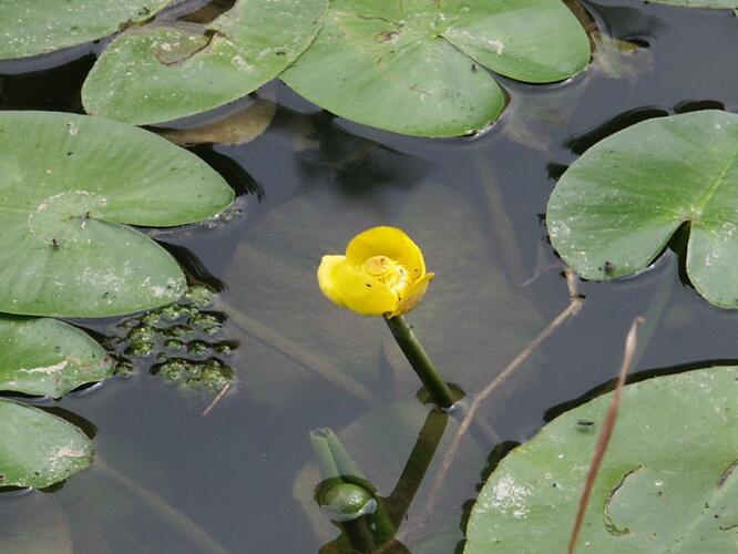 Stulík žlutý - Nuphar lutea