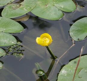 Stulík žlutý - Nuphar lutea