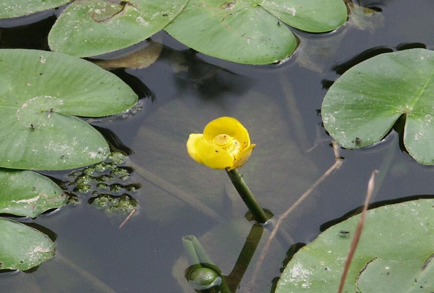 Stulík žlutý - Nuphar lutea