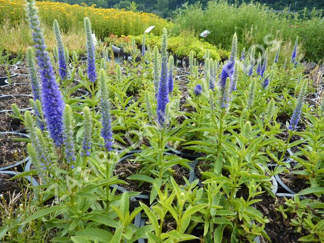 Rozrazil klasnatý 'Candles Royal' - Veronica spicata 'Candles Royal'