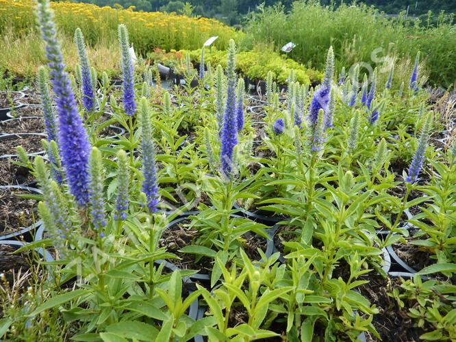 Rozrazil klasnatý 'Candles Royal' - Veronica spicata 'Candles Royal'