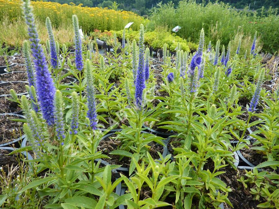 Rozrazil klasnatý 'Candles Royal' - Veronica spicata 'Candles Royal'