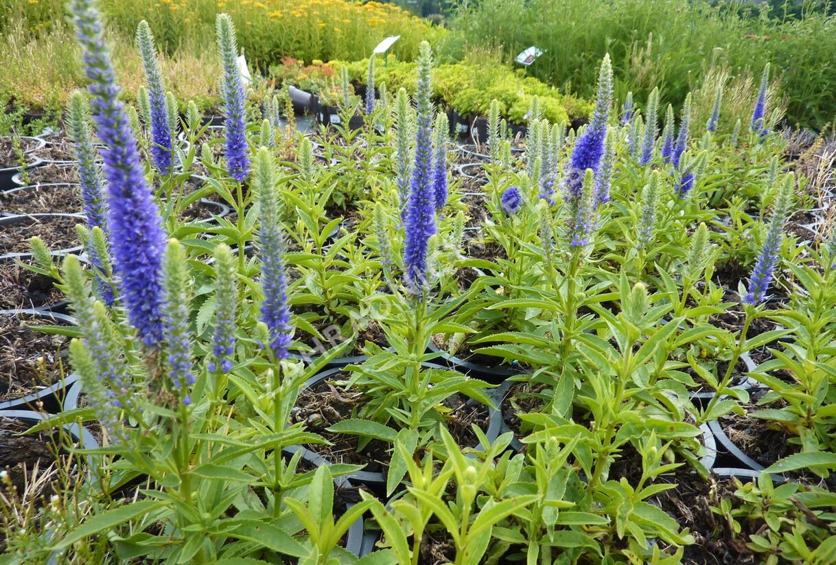 Rozrazil klasnatý 'Candles Royal' - Veronica spicata 'Candles Royal'