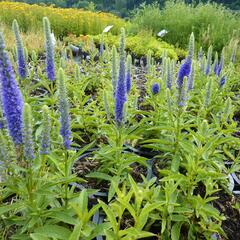 Rozrazil klasnatý 'Candles Royal' - Veronica spicata 'Candles Royal'