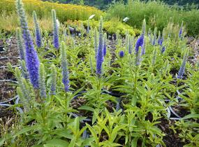 Rozrazil klasnatý 'Candles Royal' - Veronica spicata 'Candles Royal'