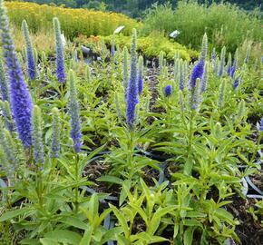 Rozrazil klasnatý 'Candles Royal' - Veronica spicata 'Candles Royal'