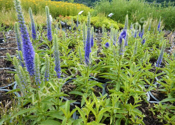 Rozrazil klasnatý 'Royal Candles' - Veronica spicata 'Royal Candles'