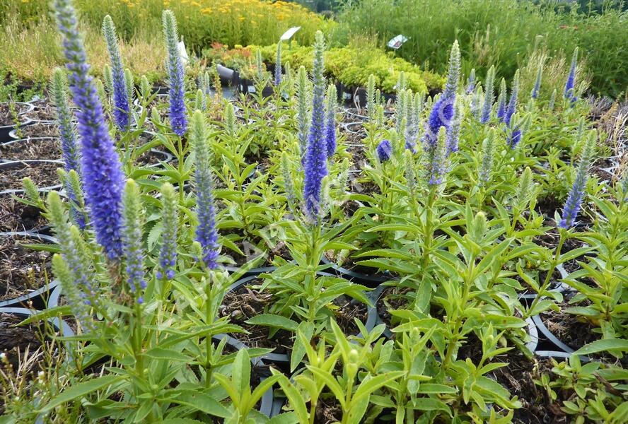 Rozrazil klasnatý 'Candles Royal' - Veronica spicata 'Candles Royal'