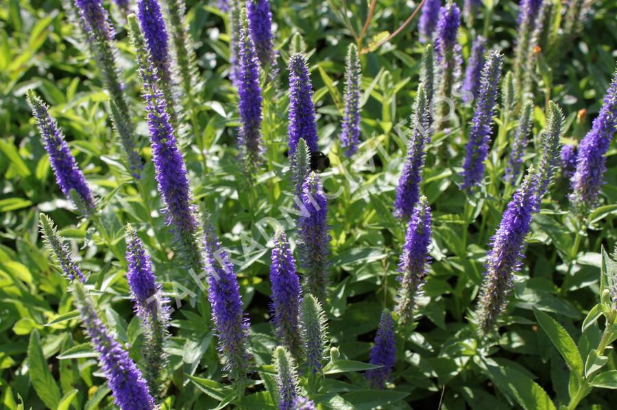 Rozrazil klasnatý 'Candles Royal' - Veronica spicata 'Candles Royal'
