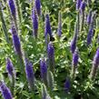 Rozrazil klasnatý 'Candles Royal' - Veronica spicata 'Candles Royal'