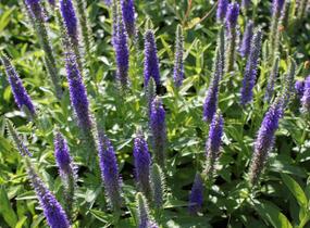 Rozrazil klasnatý 'Candles Royal' - Veronica spicata 'Candles Royal'