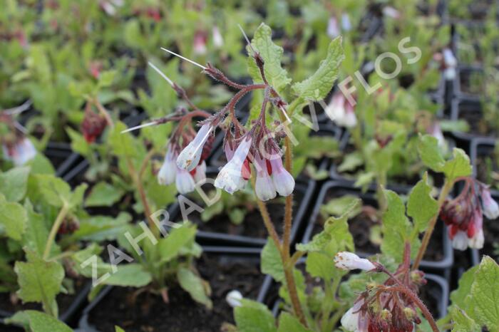 Kostival 'Wisley Blue' - Symphytum grandiflorum 'Wisley Blue'