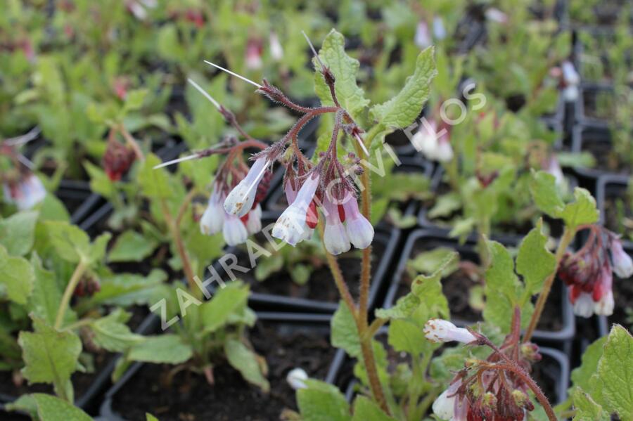 Kostival 'Wisley Blue' - Symphytum grandiflorum 'Wisley Blue'