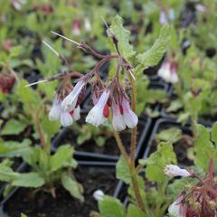 Kostival 'Wisley Blue' - Symphytum grandiflorum 'Wisley Blue'