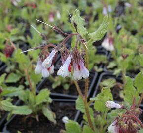 Kostival 'Wisley Blue' - Symphytum grandiflorum 'Wisley Blue'