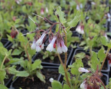 Kostival velkokvětý 'Wisley Blue'