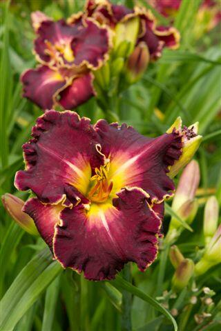 Denivka 'Excellent' - Hemerocallis 'Excellent'