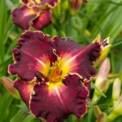 Denivka 'Excellent' - Hemerocallis 'Excellent'