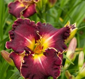 Denivka 'Excellent' - Hemerocallis 'Excellent'