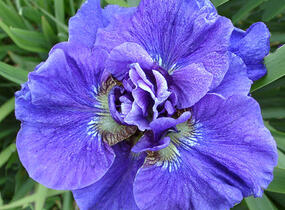 Kosatec sibiřský 'Concord Crush' - Iris sibirica 'Concord Crush'
