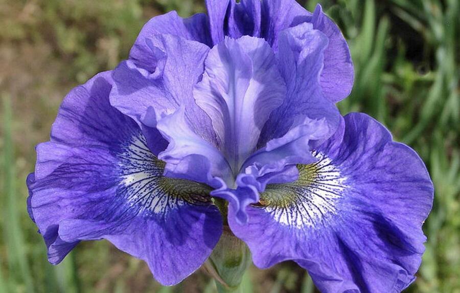 Kosatec sibiřský 'Concord Crush' - Iris sibirica 'Concord Crush'