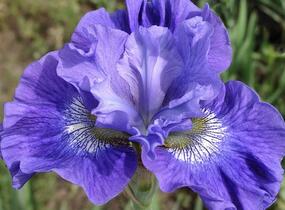 Kosatec sibiřský 'Concord Crush' - Iris sibirica 'Concord Crush'