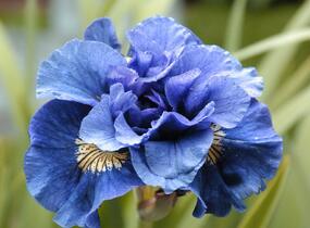 Kosatec sibiřský 'Concord Crush' - Iris sibirica 'Concord Crush'