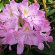 Pěnišník černomořský 'Roseum' - Rhododendron ponticum 'Roseum'