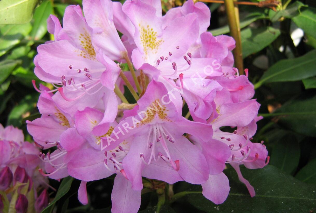 Pěnišník černomořský 'Roseum' - Rhododendron ponticum 'Roseum'