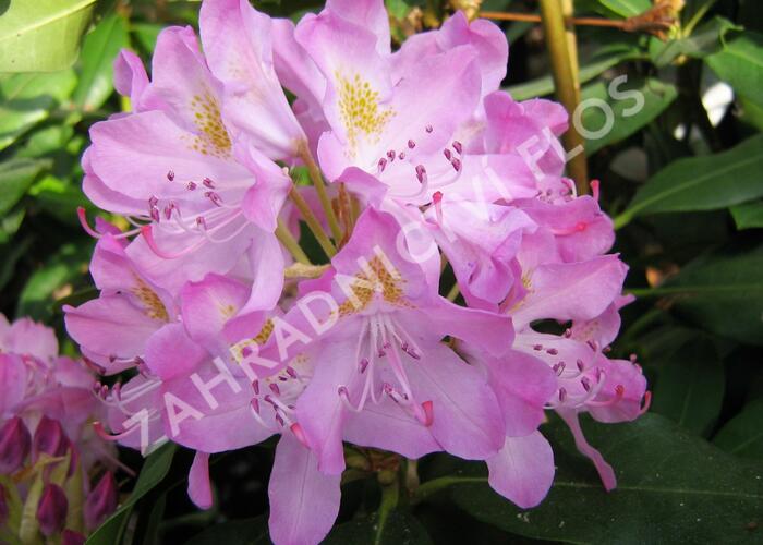 Pěnišník černomořský 'Roseum' - Rhododendron ponticum 'Roseum'