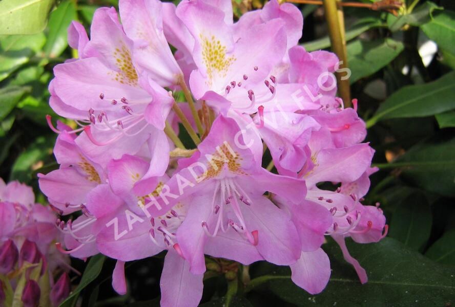 Pěnišník černomořský 'Roseum' - Rhododendron ponticum 'Roseum'
