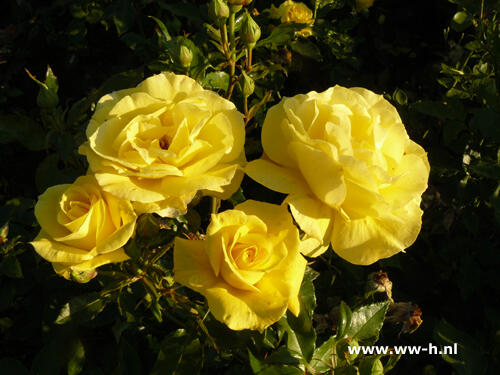 Růže mnohokvětá Kordes 'Friesia' - Rosa MK 'Friesia'