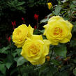 Růže mnohokvětá Kordes 'Friesia' - Rosa MK 'Friesia'