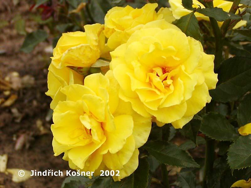 Růže mnohokvětá Kordes 'Friesia' - Rosa MK 'Friesia'