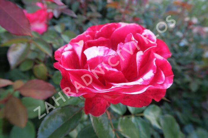 Růže velkokvětá Tantau 'Nostalgie' - Rosa VK 'Nostalgie'