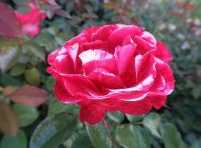 Růže velkokvětá Tantau 'Nostalgie' - Rosa VK 'Nostalgie'