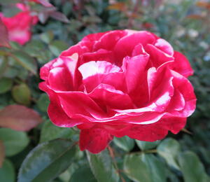 Růže velkokvětá 'Nostalgie' - Rosa VK 'Nostalgie'
