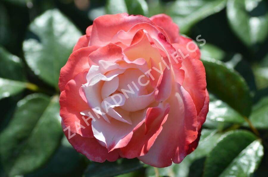 Růže velkokvětá Tantau 'Nostalgie' - Rosa VK 'Nostalgie'