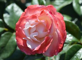 Růže velkokvětá Tantau 'Nostalgie' - Rosa VK 'Nostalgie'