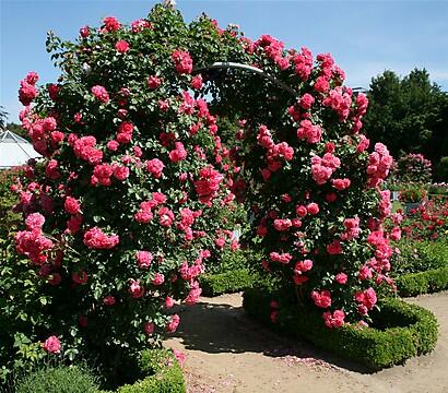 Růže pnoucí Kordes 'Rosarium Uetersen' - Rosa PN 'Rosarium Uetersen'